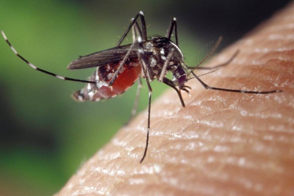 Биолог Марьинский оценил вероятность повторения комариного пика в Москве