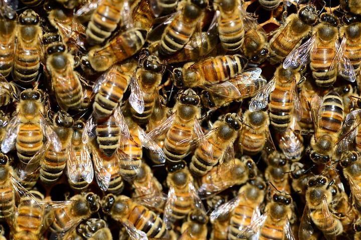 Стало известно, что грозит планете после исчезновения пчел