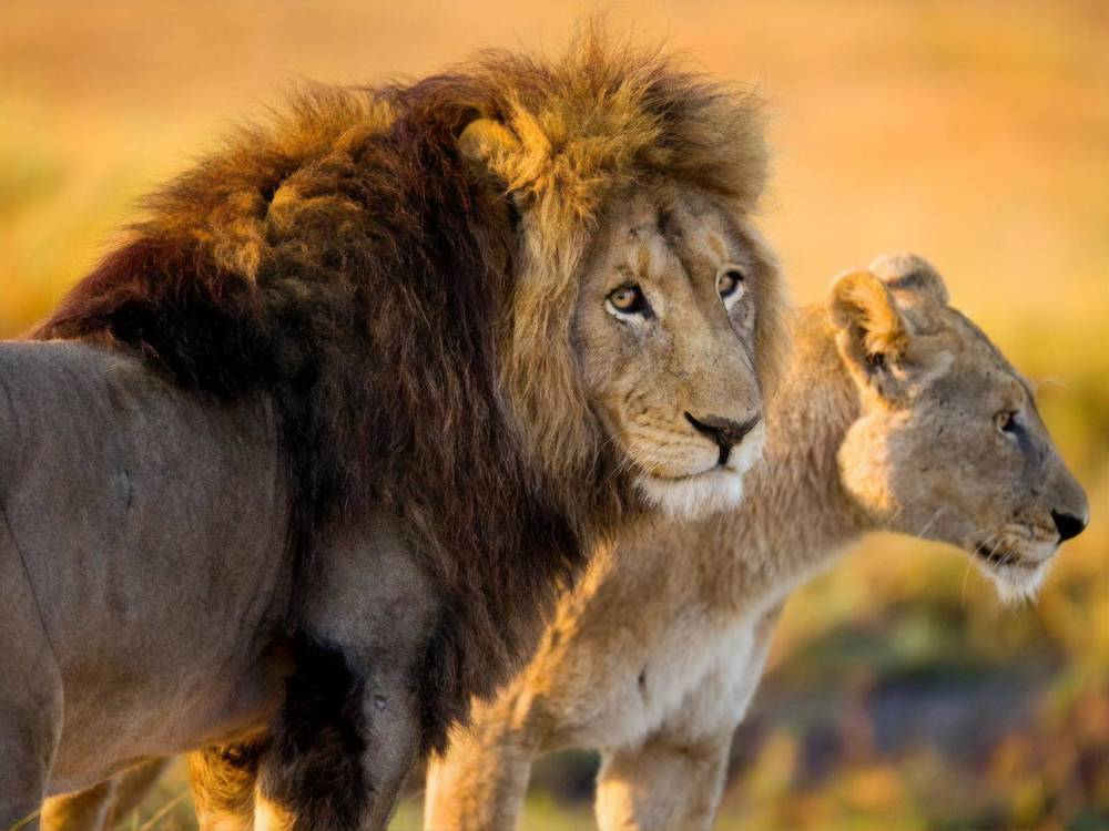 ЮАР хочет запретить разведение львов в неволе с коммерческой целью