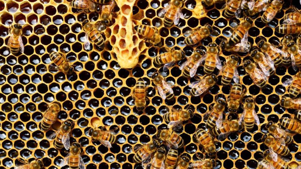Голландцев порадовали результаты четвертой переписи пчел