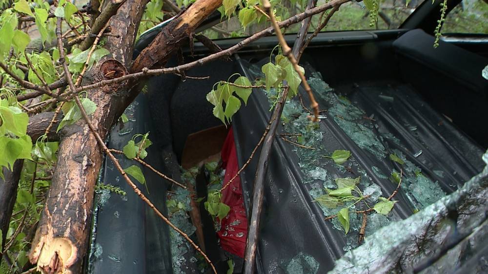 В Воронеже упавшие из-за сильного ветра деревья разбили два автомобиля