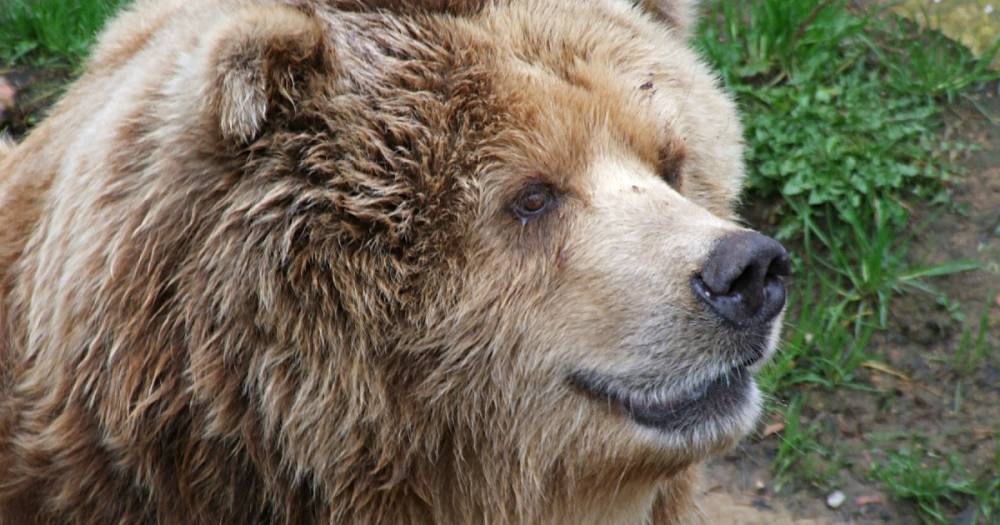 Жители Подмосковья испугались краснокнижного медведя и обратились в полицию