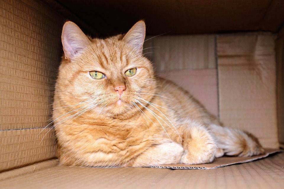 Почему кошкам так нравятся коробки?