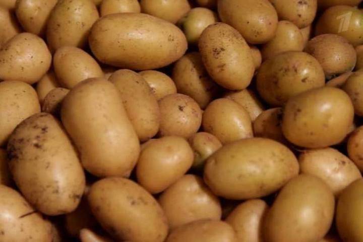 В Тамбовской области завершают посадку картофеля