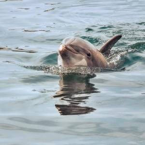 В Бердянске дельфин устроил для отдыхающих шоу в открытом море. Видео