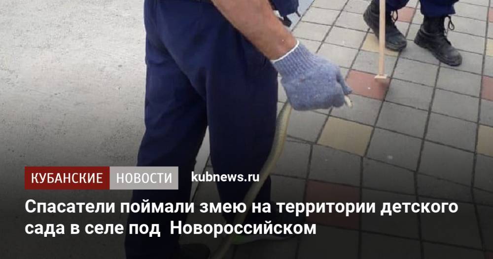 Спасатели поймали змею на территории детского сада в селе под Новороссийском
