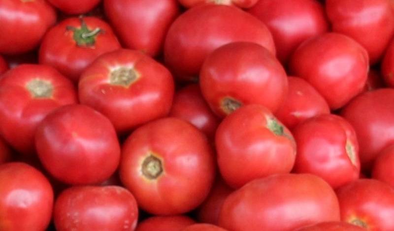 Квота на импорт томатов для Турции увеличена до 300 тысяч тонн