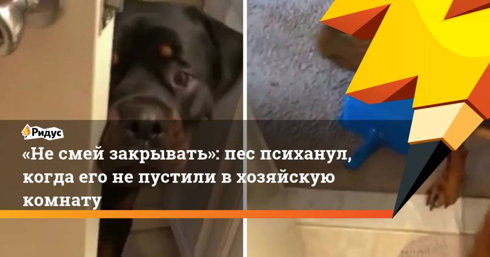 «Не смей закрывать»: пес психанул, когда его не пустили в хозяйскую комнату