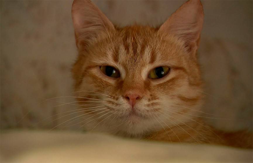 Волонтеры приюта «Кот в окошке» спасают брошенных домашних животных: как не остаться в стороне и помочь питомцам, лишившимся хозяев?