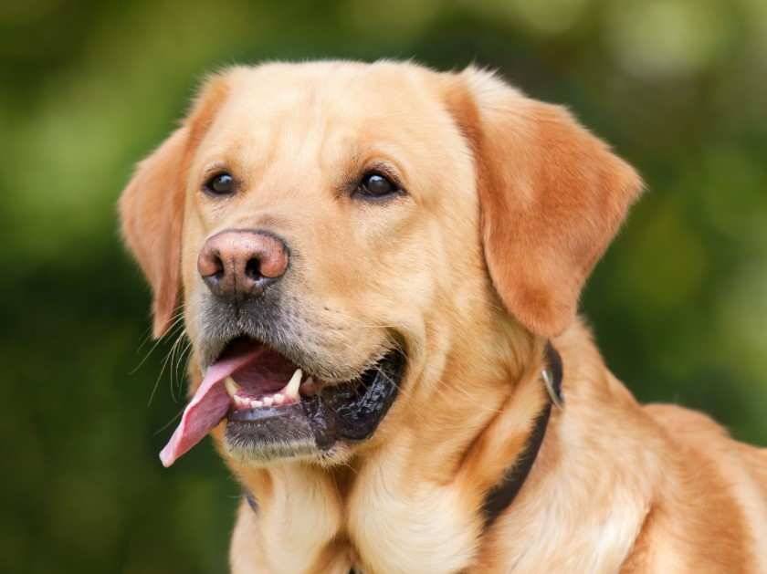 Ученые назвали самые агрессивные породы собак и выяснили причины такого поведения