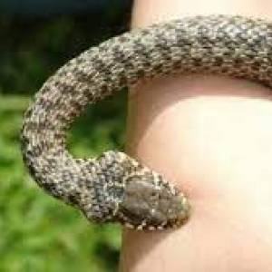 В Энергодаре девочку укусила змея: ребенка экстренно госпитализировали