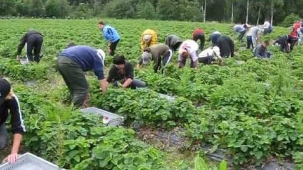 Польский фермер откровенно высказался о работе украинцев на сборе ягод