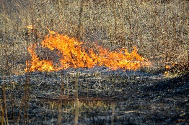 Уголовное дело возбуждено после пожара в нацпарке в Саратовской области