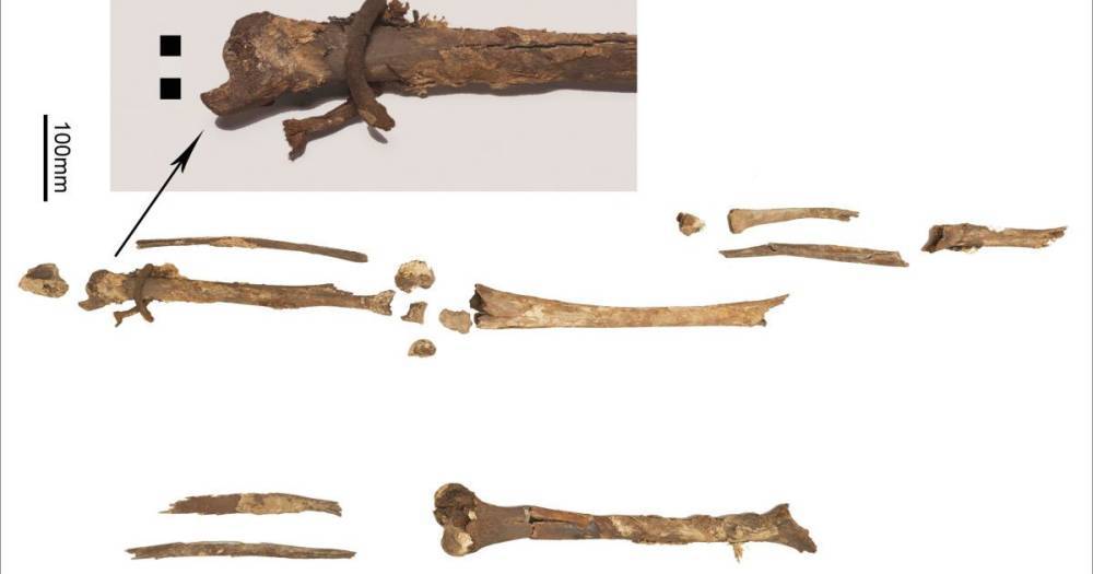 В Дании нашли кости викингов, потерянные более сотни лет назад: фото