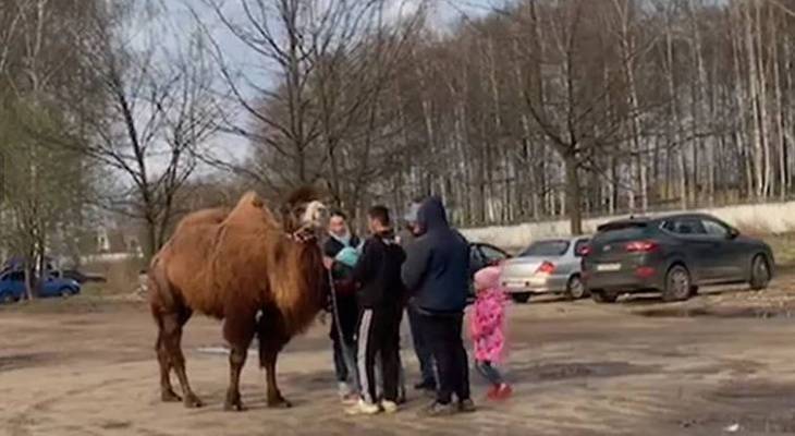 За истязание верблюда в Ярославле накажут бизнесменов