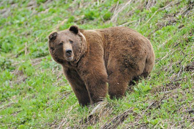 Принца Лихтенштейна подозревают в убийстве самого крупного медведя Европы