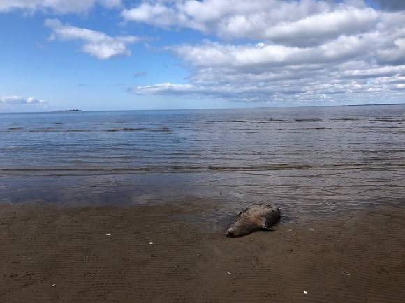 «Жуткая картина»: более 150 редких тюленей нашли мертвыми на побережье Каспийского моря