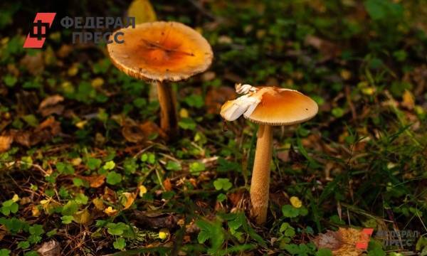 Депутат Госдумы об ужесточении правил сбора грибов: «Регулирование природных ресурсов есть во всех странах»