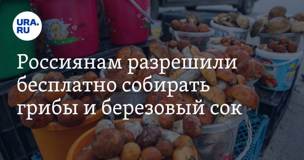 Россиянам разрешили бесплатно собирать грибы и березовый сок