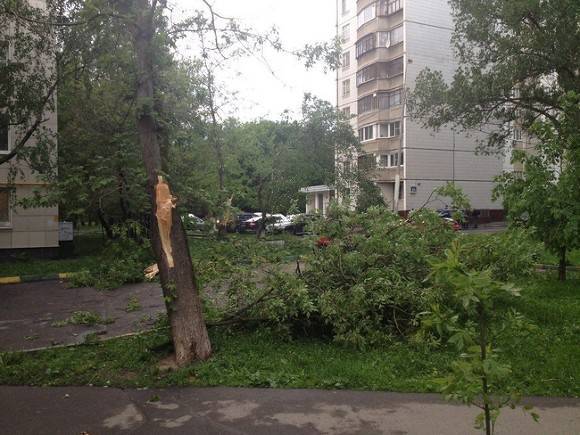 В Москве из-за сильного ветра повалено более полусотни деревьев и повреждены десятки автомобилей