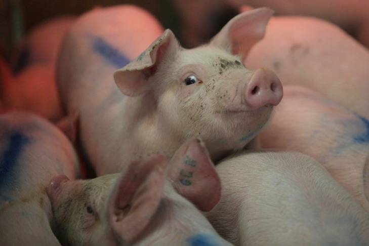 Украина запретила ввоз свинины из Евросоюза
