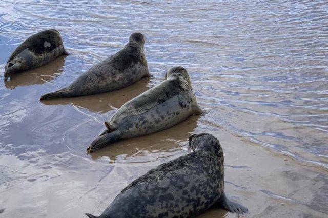 Смерть тюленей на Каспии может быть связана с ловлей рыбы — Минприроды