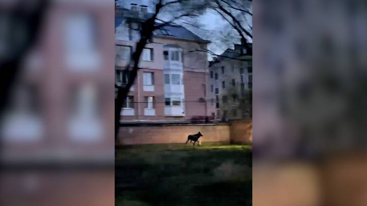 Видео из Сети. В Ярославле лось устроил спринт по городу
