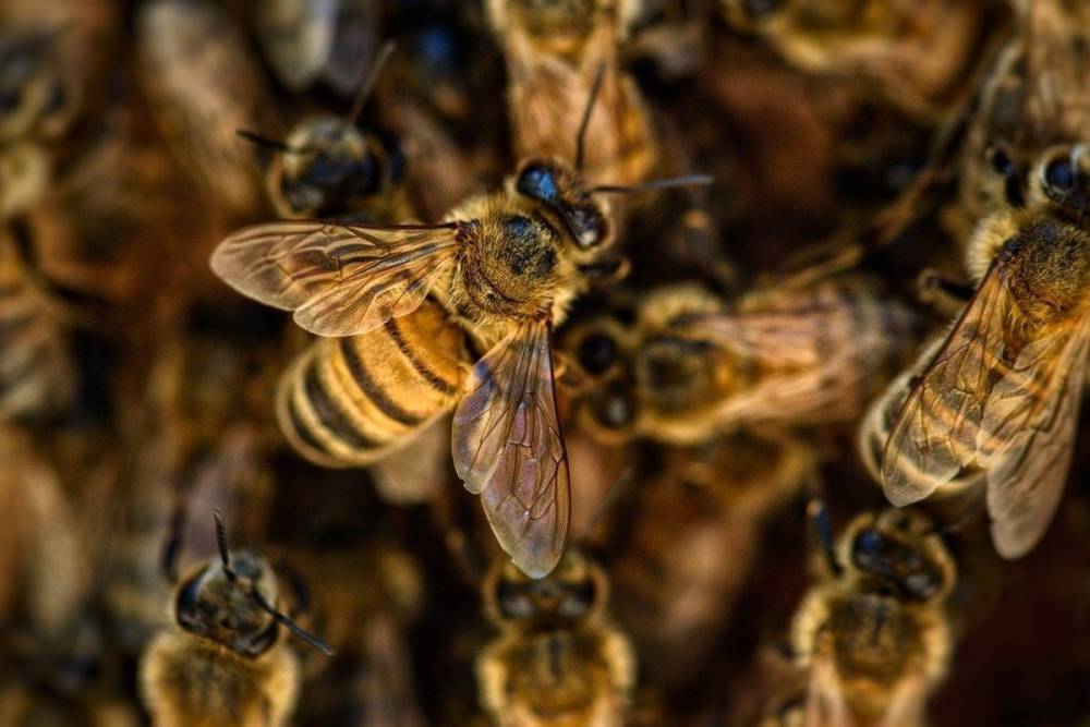 В Нидерландах ученые научили пчел выявлять коронавирус в крови человека
