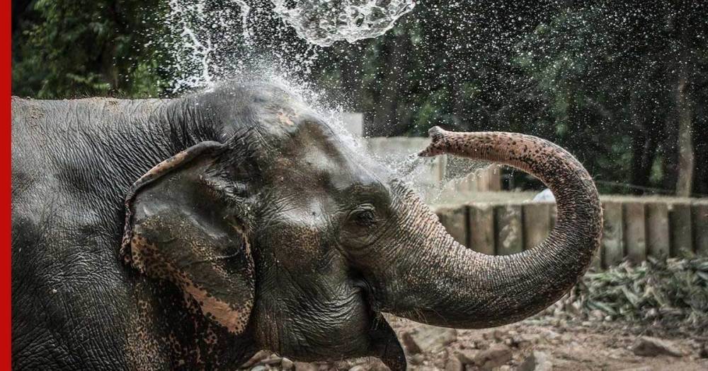 Иск слонихи против зоопарка в США впервые рассмотрит высший суд