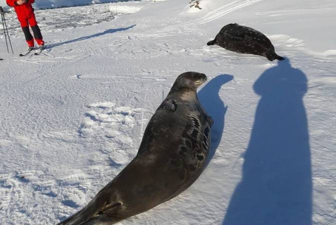 Украинские полярники: За год пандемии Антарктида отдохнула от туристов
