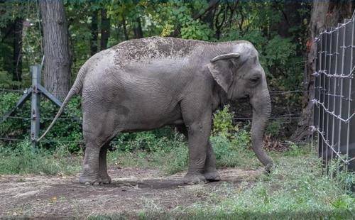 В США слониха судится с зоопарком из-за принудительного содержания в неволе