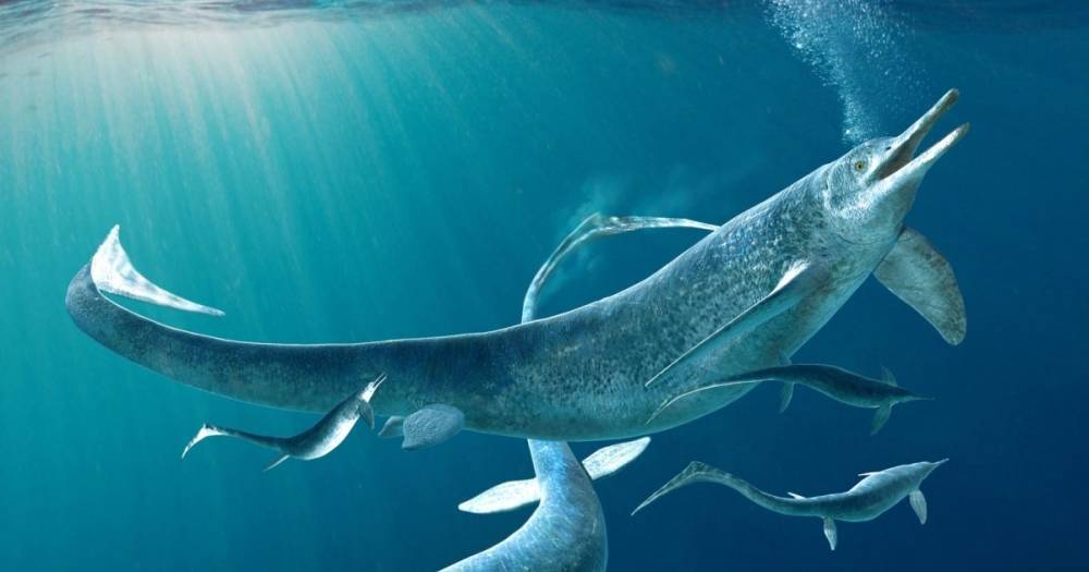 Ученые описали одного из самого крупного ихтиозавра, жившего 250 млн лет назад (фото)
