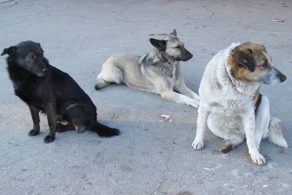 Перед Днем Победы в Саратове снова стали уничтожать бездомных собак