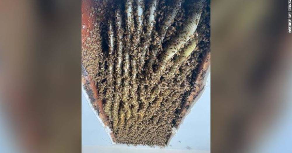 Жительница Джорджии обнаружила в своем доме 100 тысяч пчел (видео)