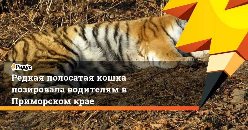 Редкая полосатая кошка позировала водителям в Приморском крае