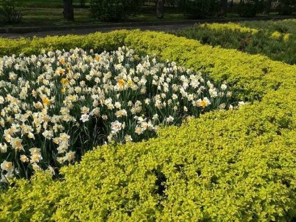 В этом году Москву украсят 54 миллиона цветов — Собянин