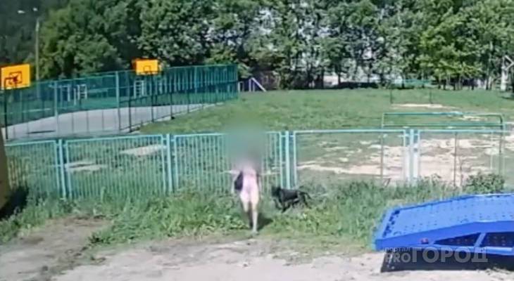 В Чебоксарах хозяйка бросила пса, привязав его к забору школы