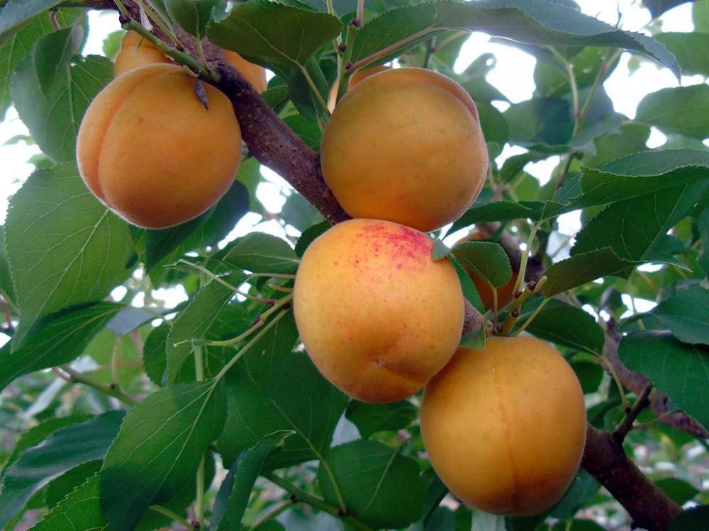 На Урале зарегистрировали новый сорт сладких и морозостойких абрикосов