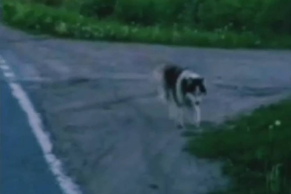 Собака пришла в Тверскую область из соседнего региона в поисках помощи