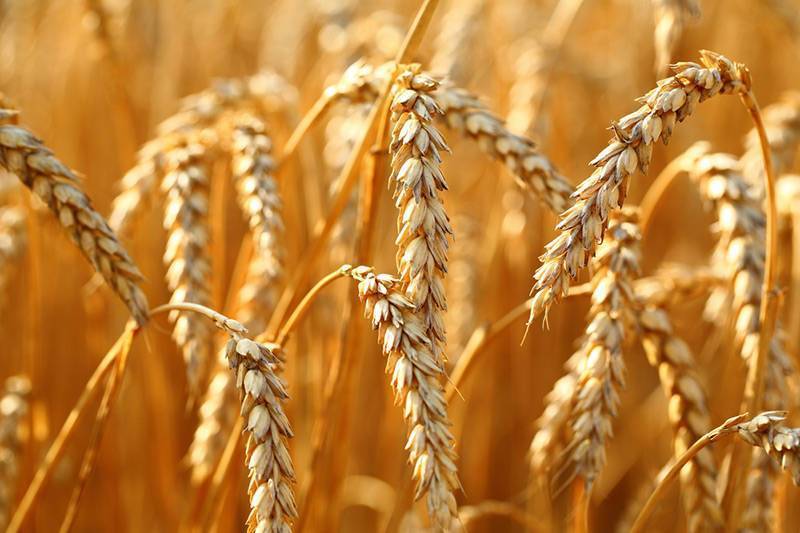 СовЭкон прогнозирует снижение экспорта пшеницы из РФ в сезоне 2021/22 гг до 36,6 млн т