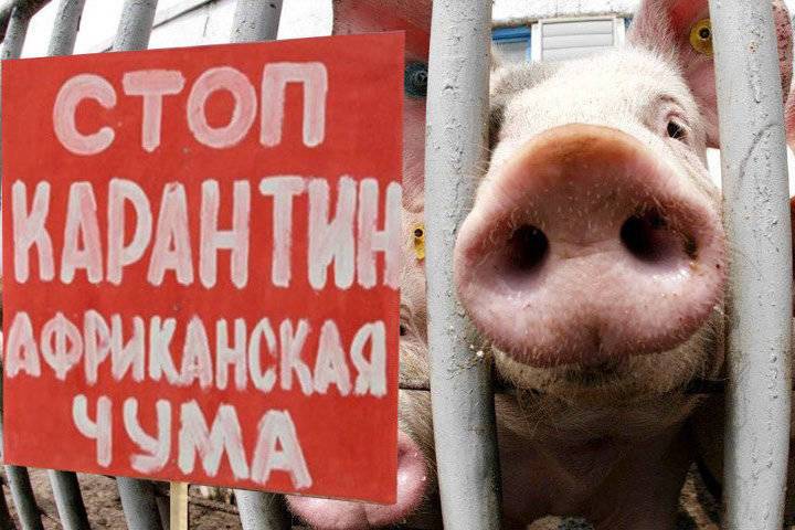 В Ярославской области найден очаг свиной чумы