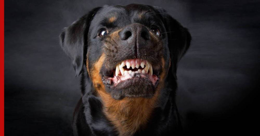 10 самых кусающихся пород собак определили эксперты