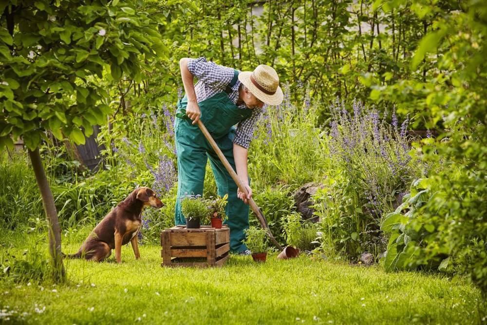Что делать в июне – 30 самых важных дел в саду, огороде и цветнике
