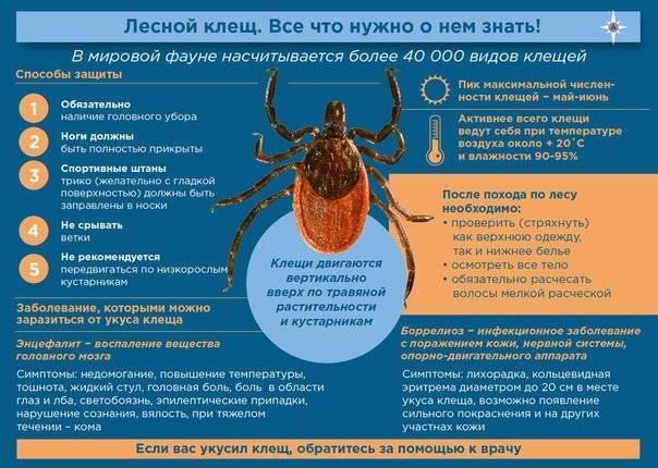 Как жителям Ленобласти действовать при укусе лесного клеща — советы ivbg.ru