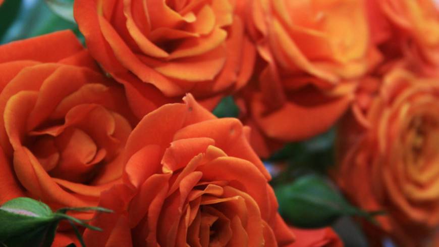В честь принца Филипа назвали новый сорт роз