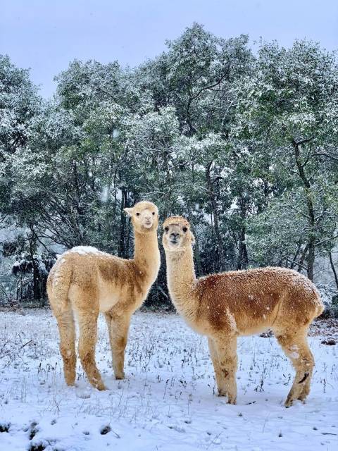 Фото дня: Австралию засыпало снегом