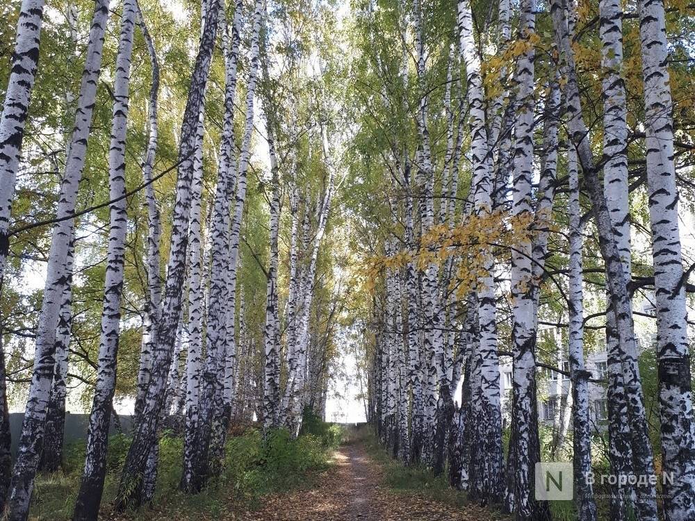 Более 5 тысяч деревьев высадят в Нижнем Новгороде