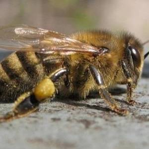 Житель Ровенской области скончался от укусов пчел