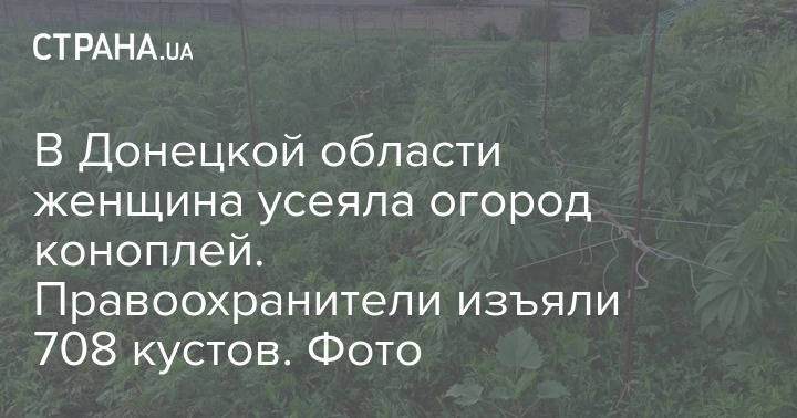В Донецкой области женщина усеяла огород коноплей. Правоохранители изъяли 708 кустов. Фото