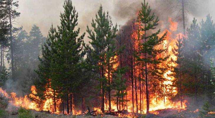 Шашлыков не будет: ленинградцам запретили посещать территории лесного фонда